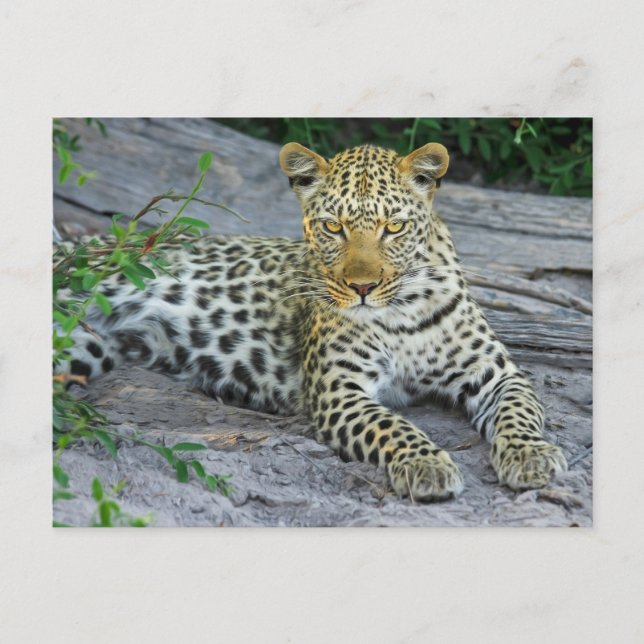 Cartão Postal Escadas Leopardo Fierce Olhando Para Você (Frente)