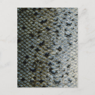 Cartão Postal Escalas de peixe 2