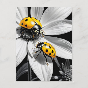 Cartão Postal Escaravelho Amarelo Na Flor Branca Preta