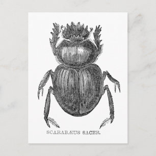 Cartão Postal Escaravelho escaravelho caneta e desenho a tinta