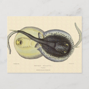 Cartão Postal Escarolas Vintage, Animais Marinhos Do Oceano