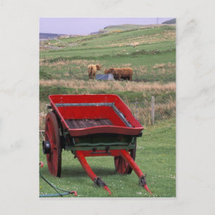 Cartão Postal Escócia, Ilha de Skye, Kilmuir. Animais de fazenda
