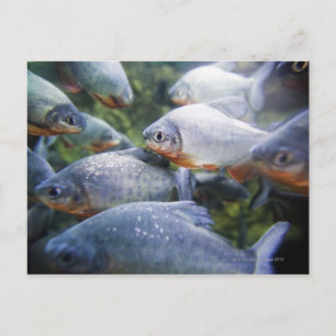Cartão Postal Escola das Piranhas (Pygocentrus nattereri)