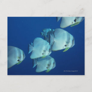 Cartão Postal Escola de Peixe 5