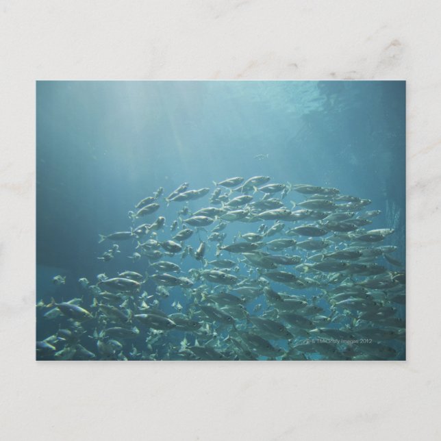 Cartão Postal Escola de peixes, Nassau, Bahamas (Frente)