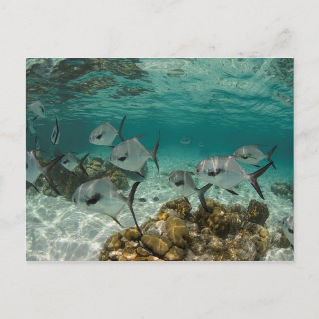 Cartão Postal Escola de Peixes Permitidos (Frente)
