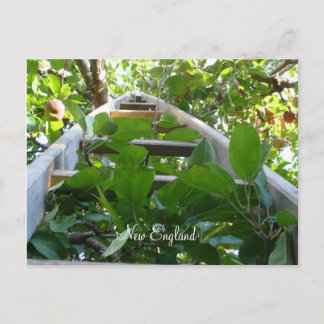 Cartão Postal Escolha de maçã em Nova Inglaterra