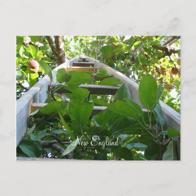 Cartão Postal Escolha de maçã em Nova Inglaterra (Frente)