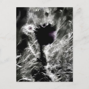 Cartão Postal Escolha-me