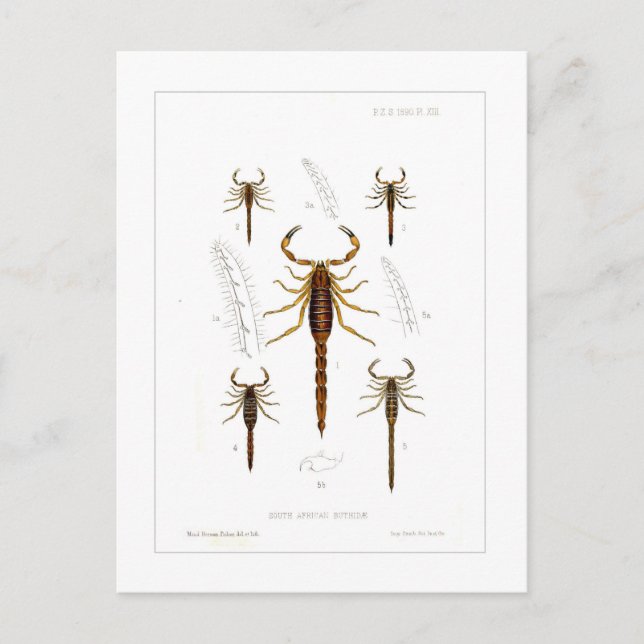 Cartão Postal Escorpiões (Frente)