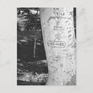 Cartão Postal Esculpir no tronco da árvore de pássaros B&W