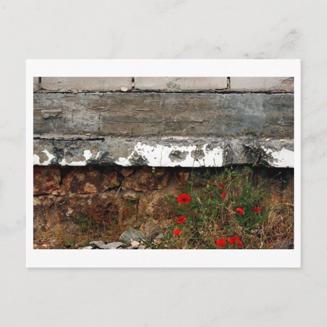 Cartão Postal Esfregões e papoilas, Sarajevo (Frente)