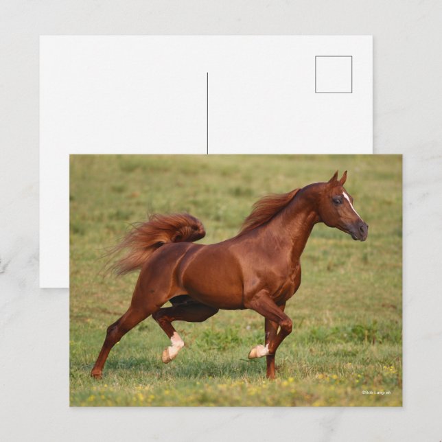 Cartão Postal Eslouço árabe Stallion Mane Tail Fluindo (Frente/Verso)