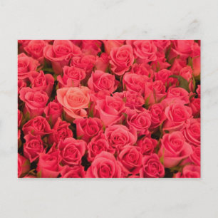 Cartão Postal ESLOVÊNIA, Liubliana: Mercado Público de Liubliana