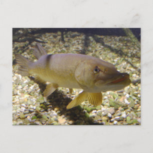 Cartão Postal Esox lucius