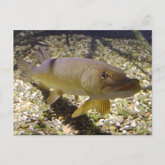 Cartão Postal Esox lucius (Frente)