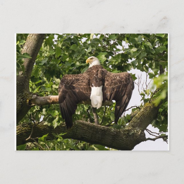 Cartão Postal Espalhar águia (Frente)