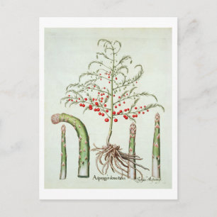 Cartão Postal Espargo comum em flor e fruto, do 'Ho