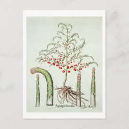 Cartão Postal Espargo comum em flor e fruto, do 'Ho