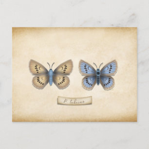 Cartão Postal Especialização de Borboleta Azul Grande Escassez P