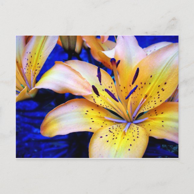 Cartão Postal espécie de açucena (Frente)