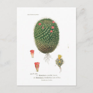 Cartão Postal Espécie Mamillaria