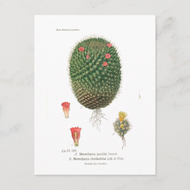 Cartão Postal Espécie Mamillaria (Frente)
