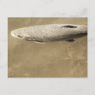 Cartão Postal Espectro