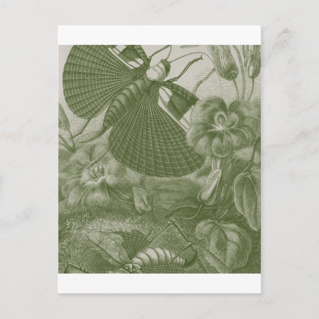 Cartão Postal Esperanças (Frente)