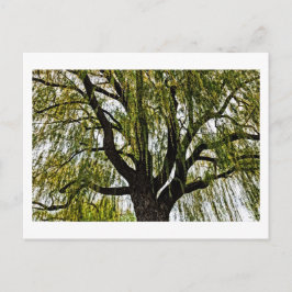 Cartão Postal esperanças de primavera abafadas