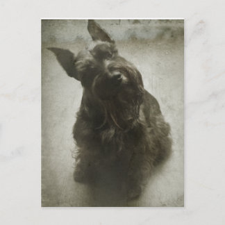 Cartão Postal Esperando