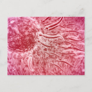 Cartão Postal Esperma Viajando Em Direção Ao Ovo Com Cellia