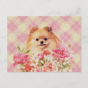 Cartão Postal Espião alemão Pomeraniano bonito com flores