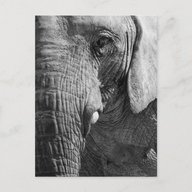 Cartão Postal Espião do olho (Frente)