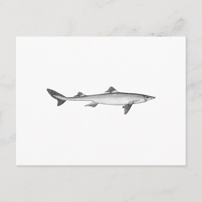 Cartão Postal Espiny Dogfish (arte da linha) (Frente)
