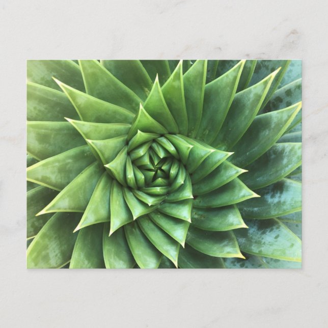 Cartão Postal Espiral Verde Aloe Polyphylla (Frente)