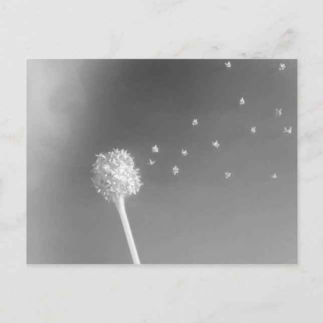 Cartão Postal Espírito do Vento (Frente)