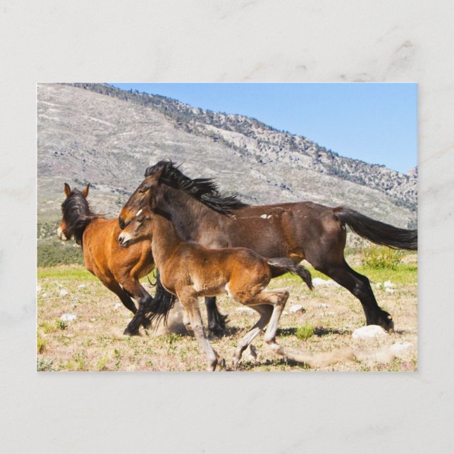 Cartão Postal Espíritos Gratuitos (Frente)