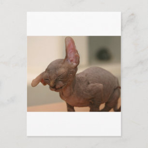 Cartão Postal Espirralho engraçado, gatinho esfinge