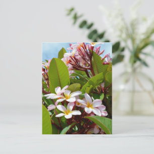 Cartão Postal Esplendor Cor-De-Rosa, Sangue De Frangipani Rosa N