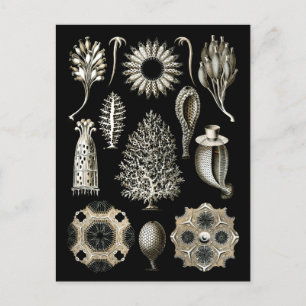 Cartão Postal Esponjas Calcárias