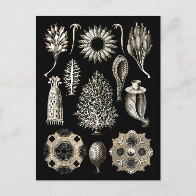 Cartão Postal Esponjas Calcárias (Frente)