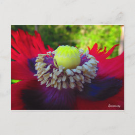 Cartão Postal Espontância