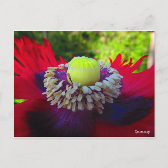 Cartão Postal Espontância (Frente)