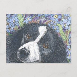 Cartão Postal "Esqueça-me não", disse o Border Collie.