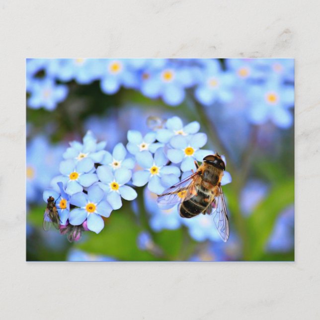 Cartão Postal Esqueça-me-Não Flores com Hoverfly (Frente)