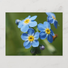 Cartão Postal Esqueça-me-Nots Flores