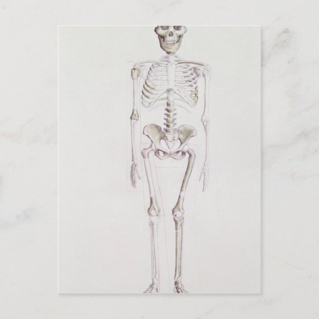 Cartão Postal Esqueleto de Australopithecus africanus (Frente)