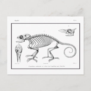 Cartão Postal Esqueleto de lagarto vintage