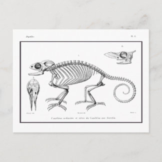 Cartão Postal Esqueleto de lagarto vintage